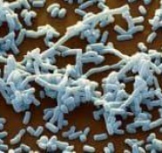 Streptomyces misionensis